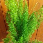 Asparágus (Asparagus densiflorus) 'MEYERI'- výška 25-30 cm, kont.C1L